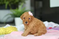Kora, a female Miniature Goldendoodle for sale in Dundee, OH – Photo 6 of 6