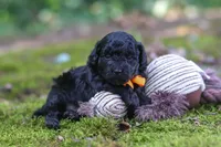 AKC Wilson, a male Poodle - Toy  for sale in Dundee, OH – 5 of 9