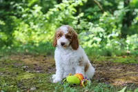 AKC Blossom, a female Poodle - Standard  for sale in Dundee, OH – 4 of 6