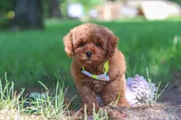 Hunter, a male Miniature Goldendoodle for sale in Dundee, OH – 3 of 10