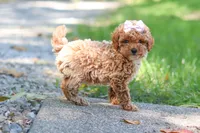 Jodi, a female Poodle - Toy  for sale in Dundee, OH – 5 of 9