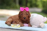 Jewel, a female Miniature Goldendoodle for sale in Dundee, OH – 8 of 9