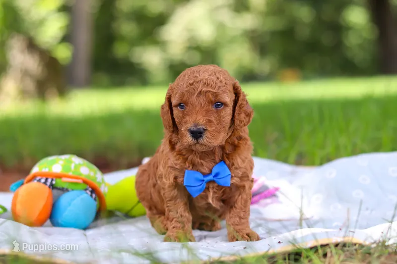 Toby – Miniature Goldendoodle puppy for sale in Dundee, OH