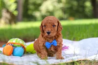Toby, a male Miniature Goldendoodle for sale in Dundee, OH – 1 of 10