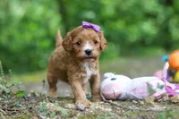 Vivian, a female Cavapoo for sale in Dundee, OH – 2 of 10