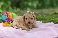 AKC Roxie, a female Poodle - Toy  for sale in Dundee, OH – 7 of 10