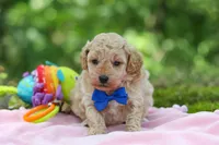 AKC Kent, a male Poodle - Toy  for sale in Dundee, OH – 7 of 10