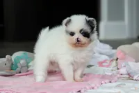 Daisy, a female Pomeranian for sale in Dundee, OH – 3 of 6