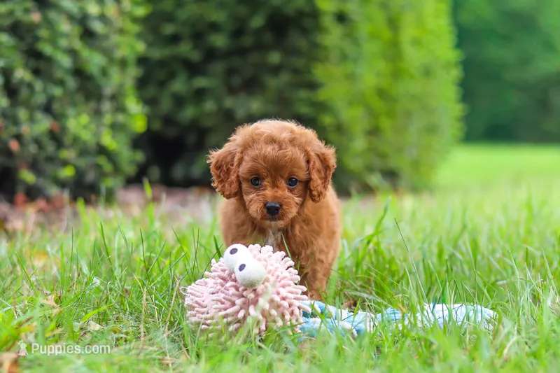 Victor – Cavapoo puppy for sale in Dundee, OH