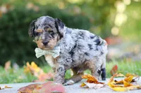 Emmett, a male Miniature Aussiedoodle for sale in Dundee, OH – 6 of 10