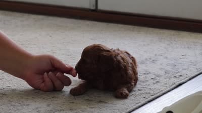 Evelyn, a female Cavapoo for sale in Dundee, OH – 10 of 10