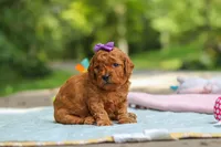 Bella, a female Goldendoodle for sale in Dundee, OH – 3 of 6