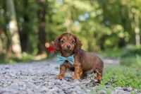AKC Nemo, a male Miniature Dachshund for sale in Dundee, OH – 4 of 10