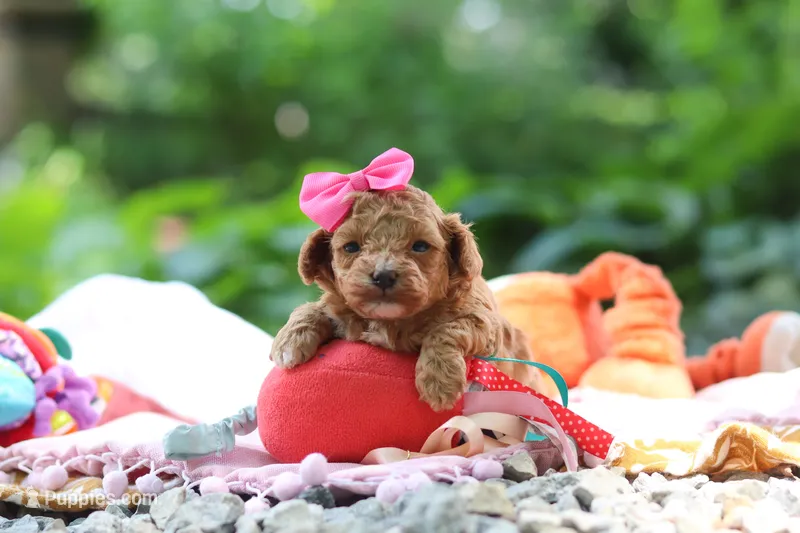 Leah – Poodle - Toy  puppy for sale in Dundee, OH