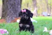 Miley, a female Miniature Aussiedoodle for sale in Dundee, OH – Photo 4 of 6
