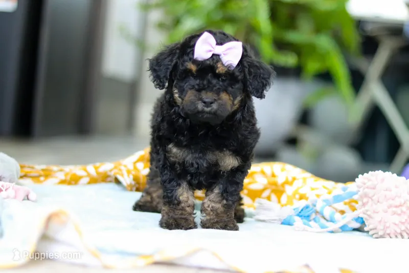 Miley – Miniature Aussiedoodle puppy for sale in Dundee, OH