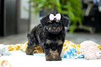 Miley, a female Miniature Aussiedoodle for sale in Dundee, OH – Photo 4 of 7