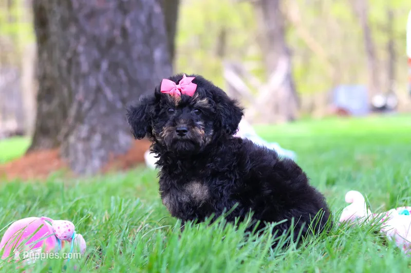 Miley – Miniature Aussiedoodle puppy for sale in Dundee, OH