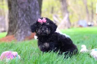Miley, a female Miniature Aussiedoodle for sale in Dundee, OH – Photo 1 of 6