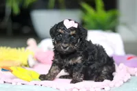 Miley, a female Miniature Aussiedoodle for sale in Dundee, OH – Photo 4 of 7