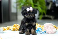 Miley, a female Miniature Aussiedoodle for sale in Dundee, OH – Photo 3 of 7