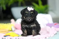 Miley, a female Miniature Aussiedoodle for sale in Dundee, OH – Photo 2 of 7