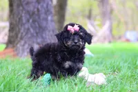 Miley, a female Miniature Aussiedoodle for sale in Dundee, OH – Photo 5 of 6