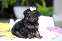 Miley, a female Miniature Aussiedoodle for sale in Dundee, OH – Photo 1 of 7