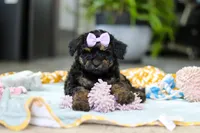 Miley, a female Miniature Aussiedoodle for sale in Dundee, OH – Photo 7 of 7