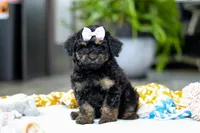 Miley, a female Miniature Aussiedoodle for sale in Dundee, OH – Photo 2 of 7