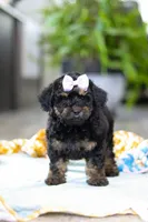 Miley, a female Miniature Aussiedoodle for sale in Dundee, OH – Photo 5 of 7