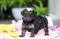 Miley, a female Miniature Aussiedoodle for sale in Dundee, OH – Photo 6 of 7