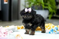 Miley, a female Miniature Aussiedoodle for sale in Dundee, OH – Photo 6 of 7