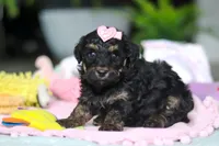 Miley, a female Miniature Aussiedoodle for sale in Dundee, OH – Photo 3 of 7