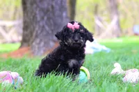 Miley, a female Miniature Aussiedoodle for sale in Dundee, OH – Photo 2 of 6
