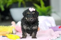 Miley, a female Miniature Aussiedoodle for sale in Dundee, OH – Photo 5 of 7