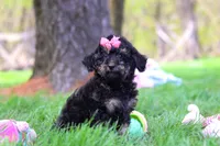 Miley, a female Miniature Aussiedoodle for sale in Dundee, OH – Photo 3 of 6