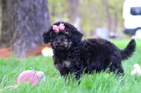 Miley, a female Miniature Aussiedoodle for sale in Dundee, OH – Photo 6 of 6