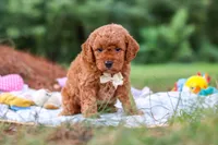 Bluey, a male Goldendoodle for sale in Dundee, OH – 3 of 7