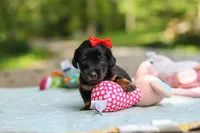 Everly, a female Miniature Dachshund for sale in Dundee, OH – 10 of 10
