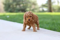 Oscar, a male Poodle - Toy  for sale in Dundee, OH – Photo 6 of 7
