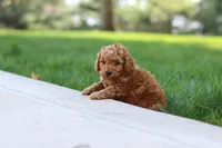Oscar, a male Poodle - Toy  for sale in Dundee, OH – Photo 7 of 7