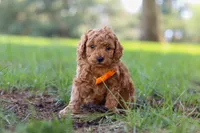 Oscar, a male Poodle - Toy  for sale in Dundee, OH – Photo 2 of 7