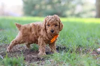 Oscar, a male Poodle - Toy  for sale in Dundee, OH – Photo 5 of 7