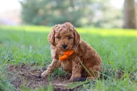 Oscar, a male Poodle - Toy  for sale in Dundee, OH – Photo 1 of 7