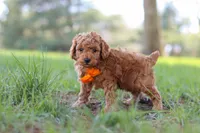 Oscar, a male Poodle - Toy  for sale in Dundee, OH – Photo 4 of 7