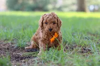 Oscar, a male Poodle - Toy  for sale in Dundee, OH – Photo 3 of 7
