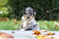 Emmett, a male Miniature Aussiedoodle for sale in Dundee, OH – 8 of 10