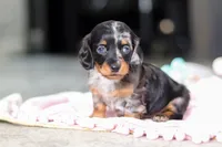 AKC Ruby, a female Miniature Dachshund for sale in Dundee, OH – 2 of 6