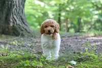 AKC Zoey, a female Poodle - Standard  for sale in Dundee, OH – 6 of 7